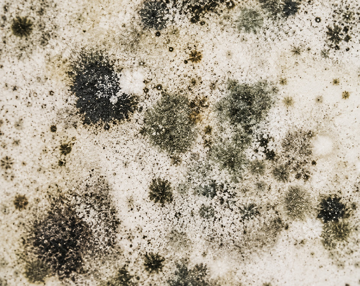 Mold on a surface